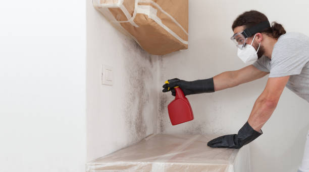 Professional Mold Cleanup technician working in Belleville, MI