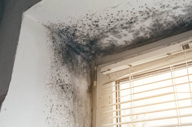 Affordable Mold Cleanup solutions in Belleville, MI